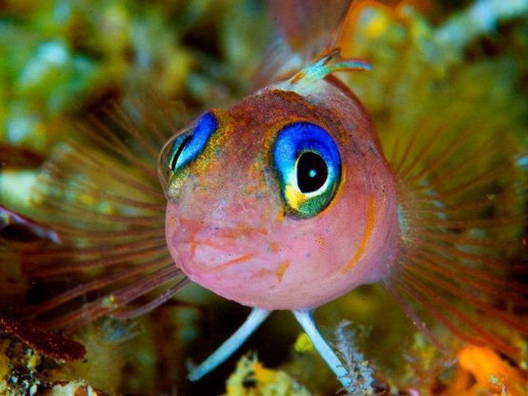 Милые рыбки