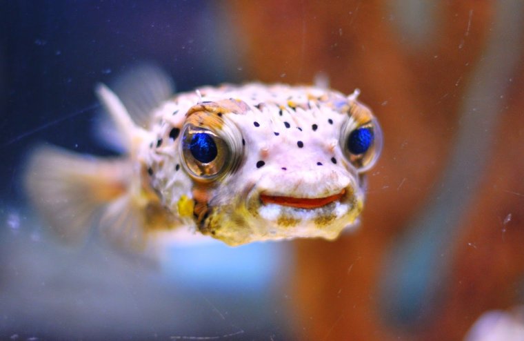 Упоротая рыбка