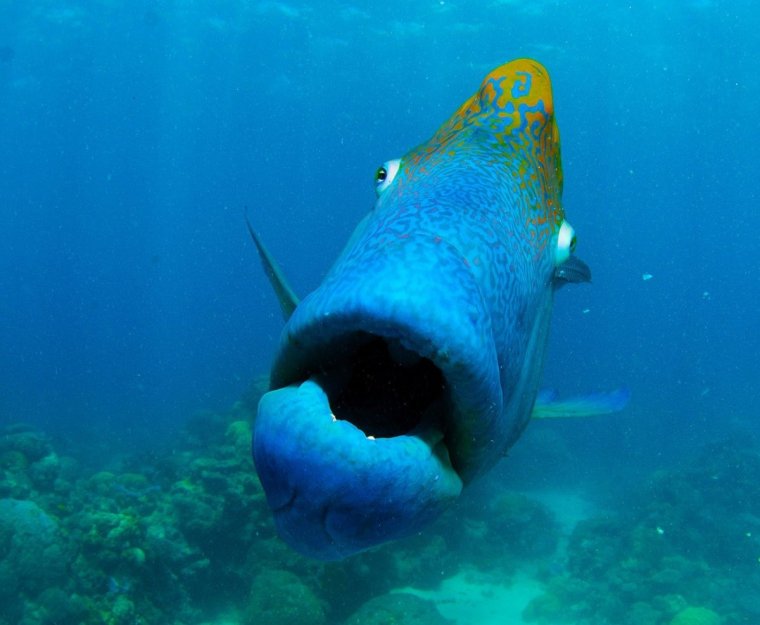 Рыбка с щеками