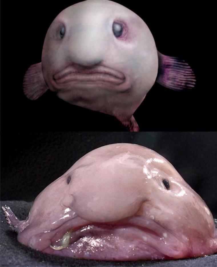 Морские рыбы