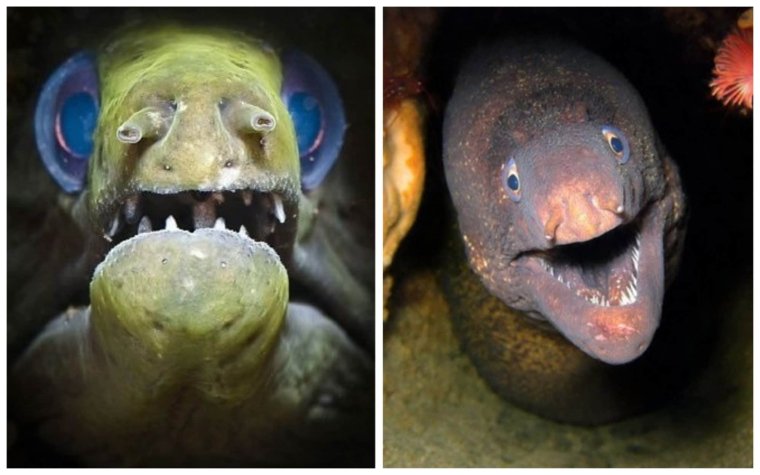 Экзотические рыбы