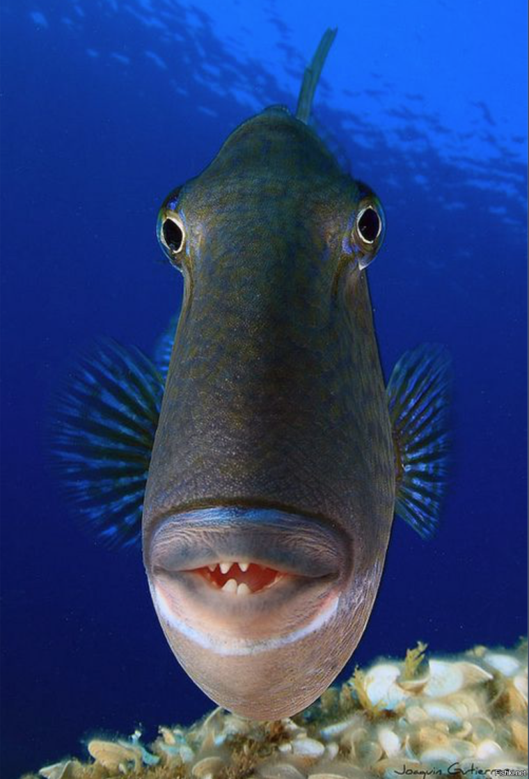 Глупая рыбка