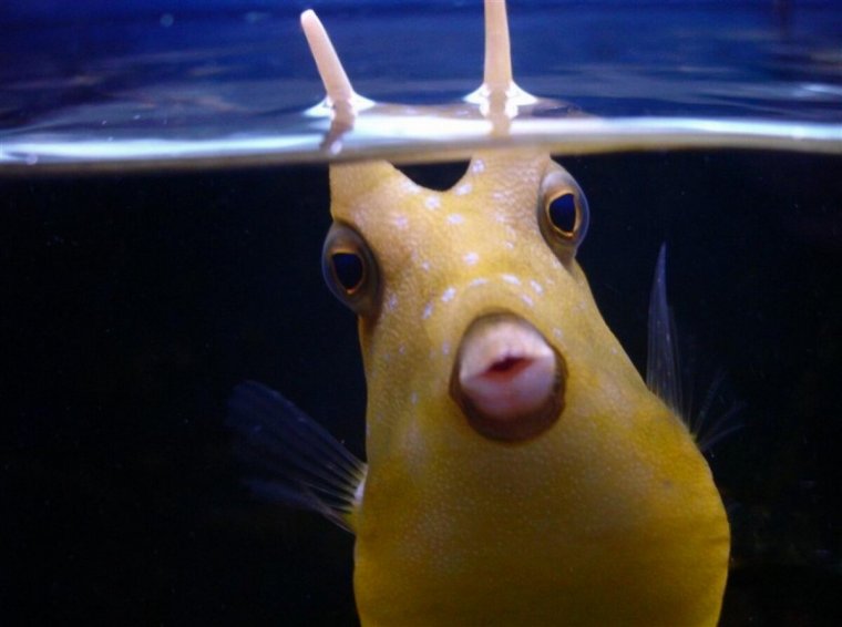 Рыба губан овцеголовый