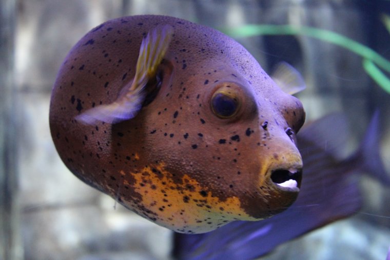 Пучеглазая рыба морская