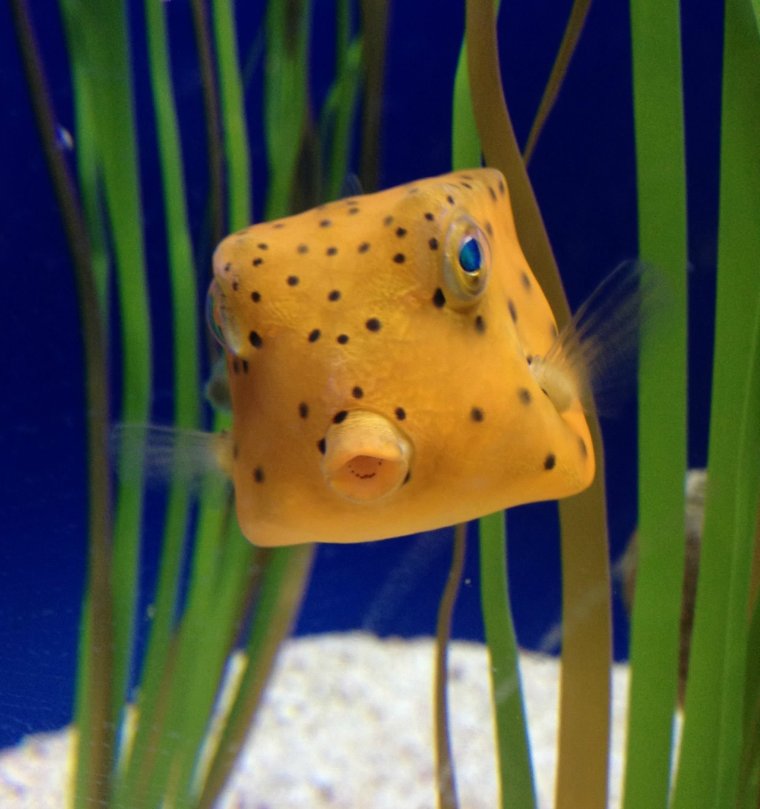 Рыбка кузовок кубик