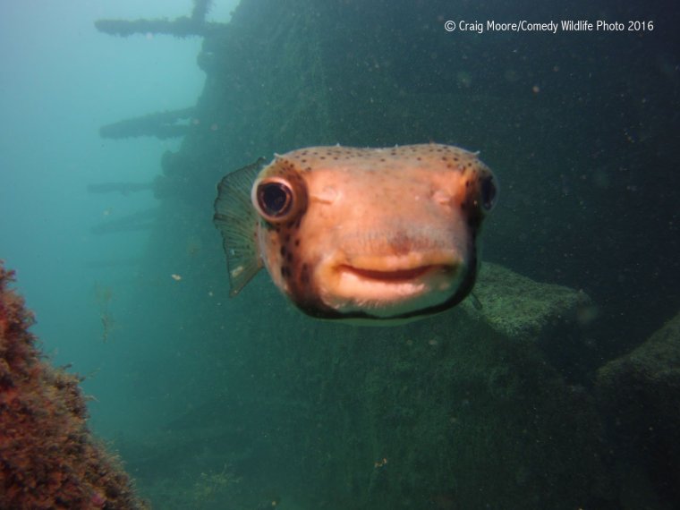 Самые смешные рыбы в мире