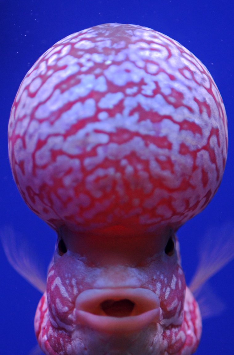 Мурена смешная