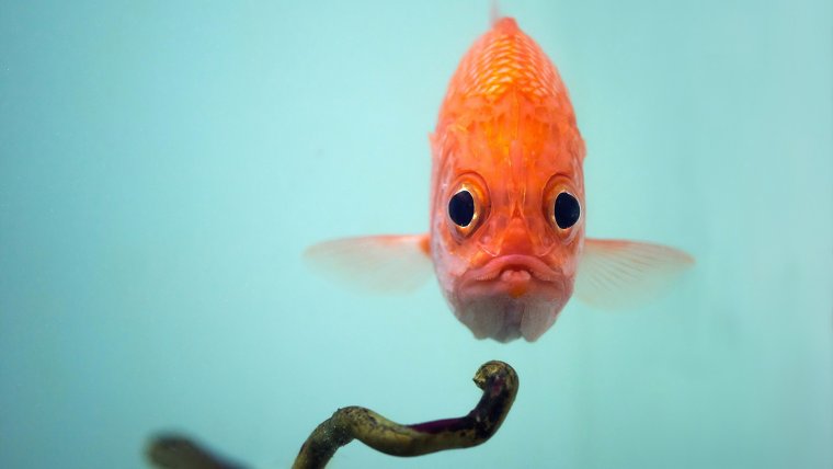 Смешные рыбы