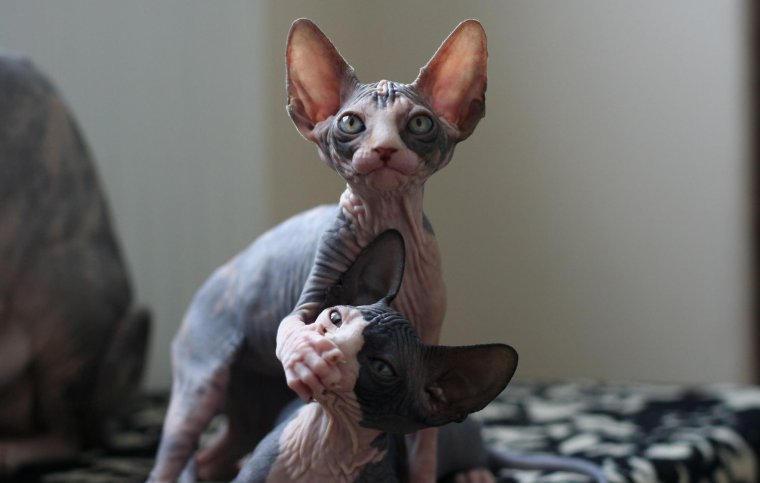 Донской сфинкс кошка