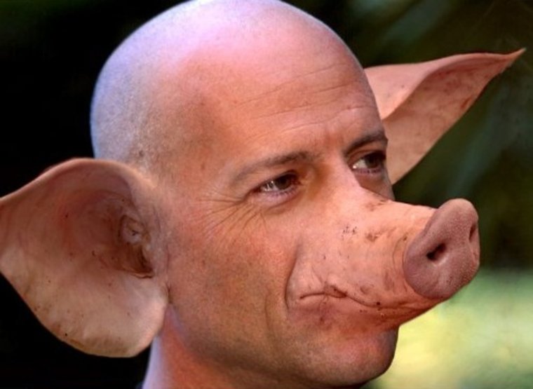 Свинья с большим носом