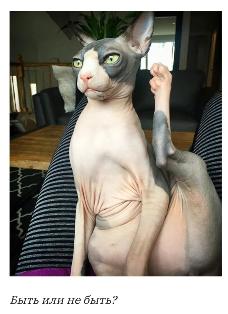 Смешные сфинксы