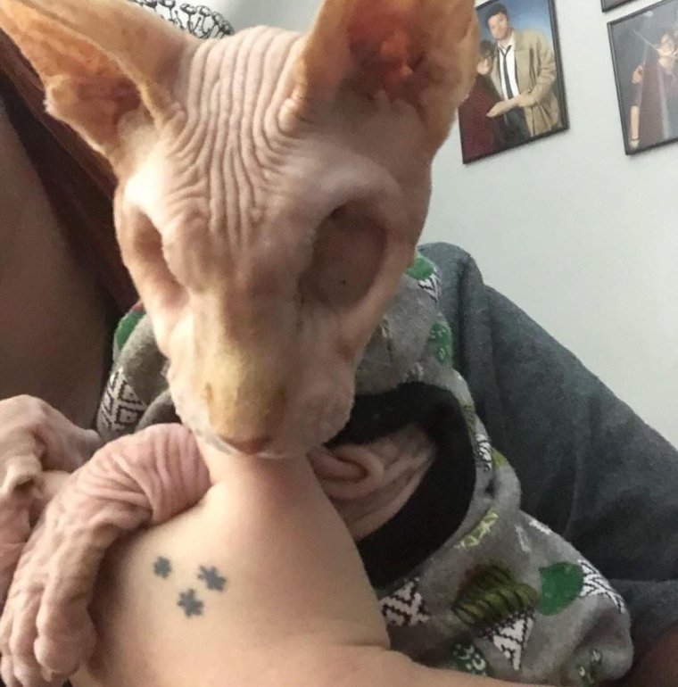 Сфинкс приколы