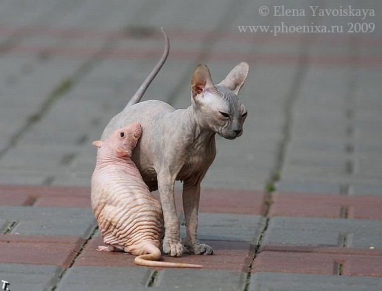 Смешные лысые кошки