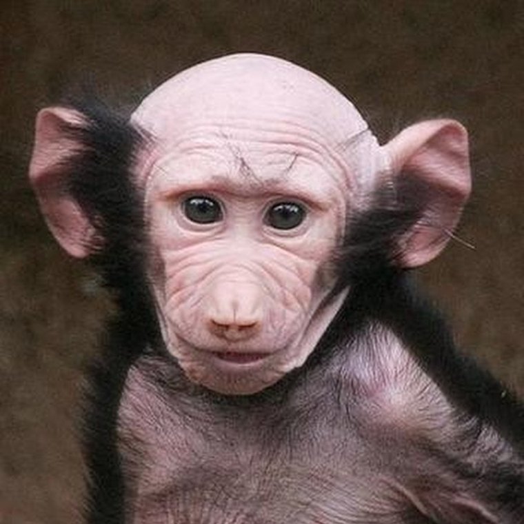 Лысые азиатские мужчины