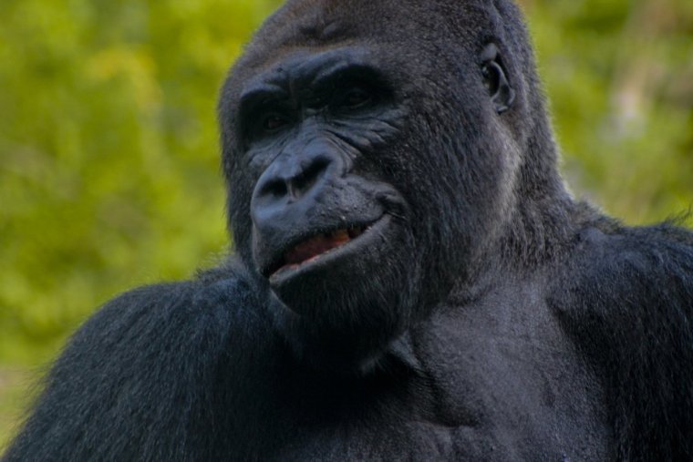 Лицо гориллы