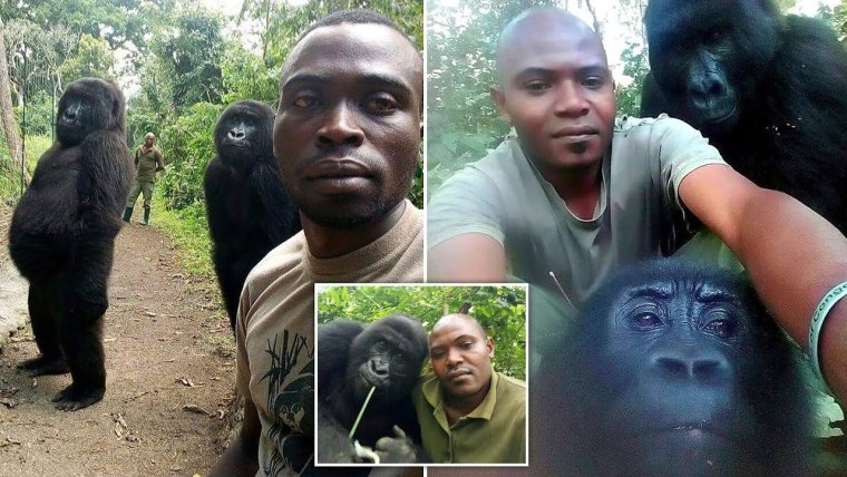 Гориллы позируют для селфи