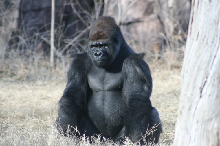 Горилла со спины