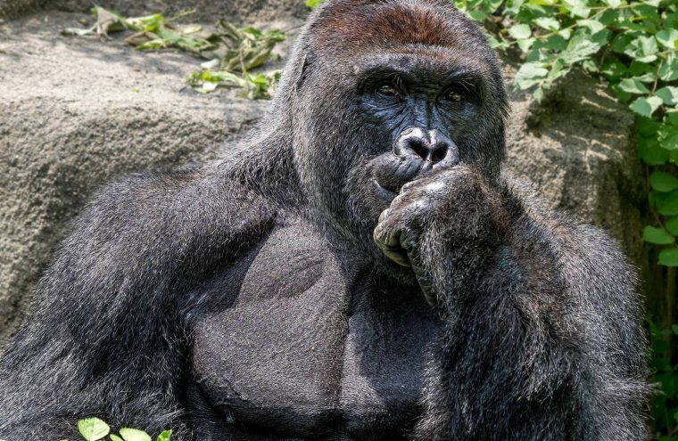 Robert горилла