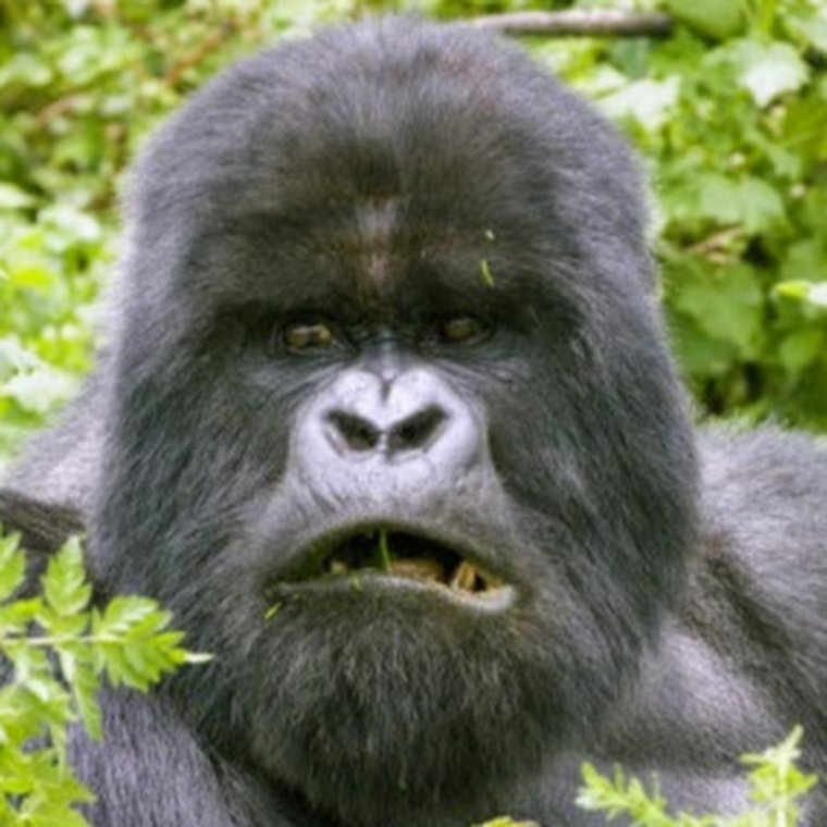 Горилла Харамбе