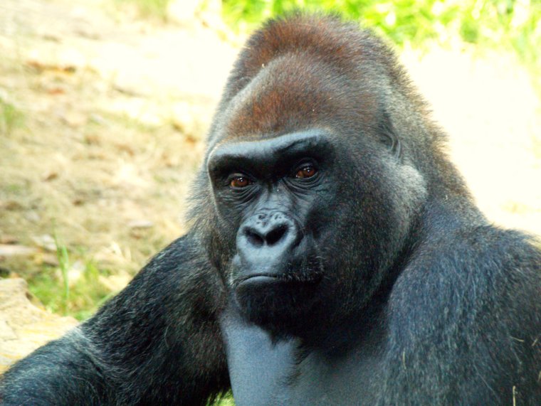 Тупая горилла