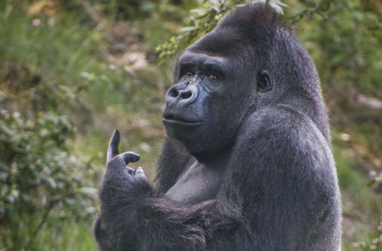 Лицо гориллы