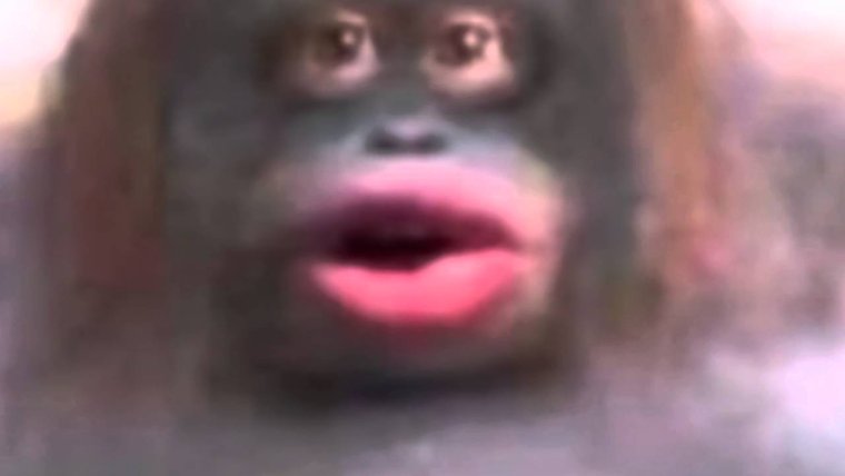 Стинки обезьяна