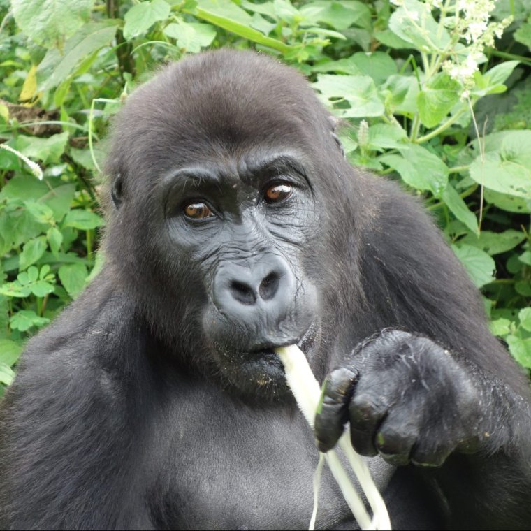 Горилла кидается