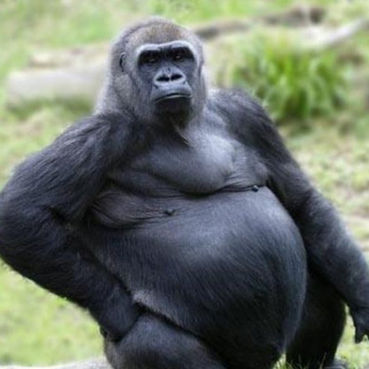 Мемы с гориллами