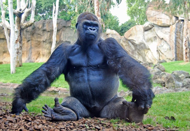 Горилла медитирует