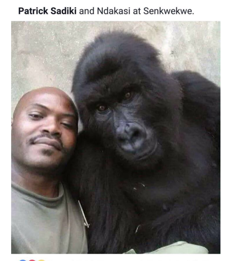 Чернокожие похожие на обезьян