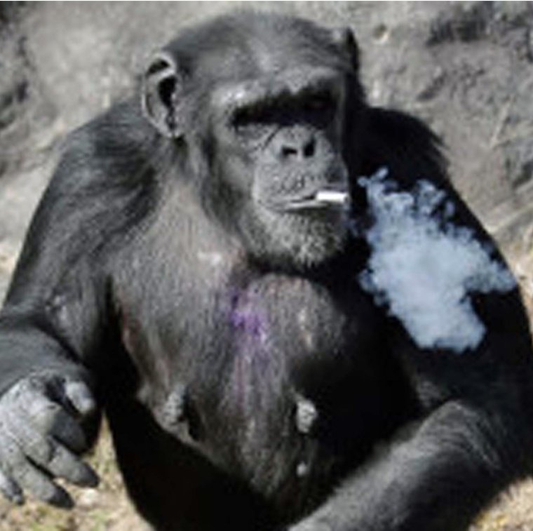 Обезьяна курит