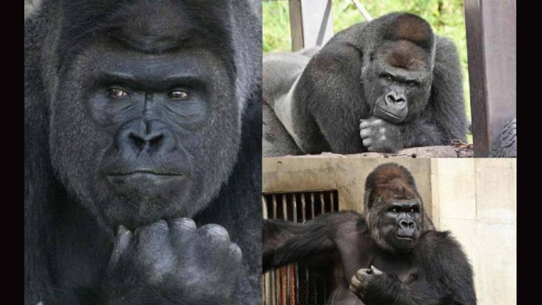 Горилла Шабани в детстве