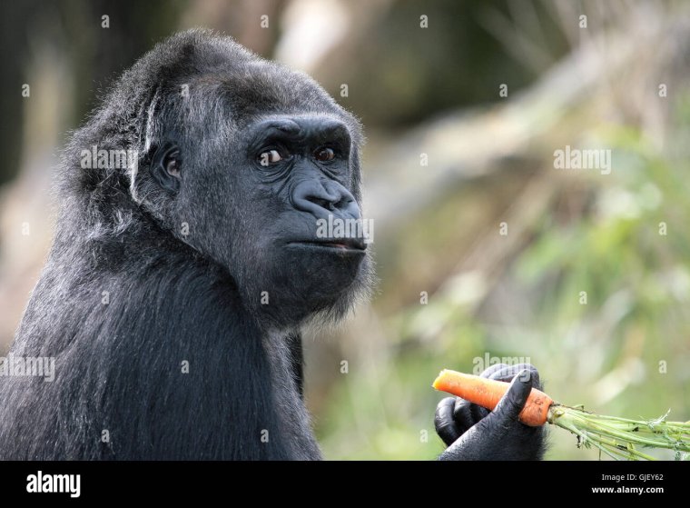 Подозрительная обезьяна