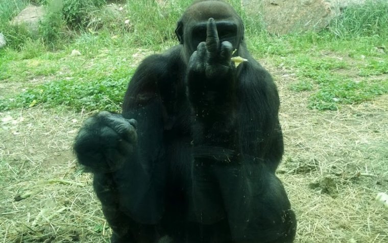 Обезьяна с факом