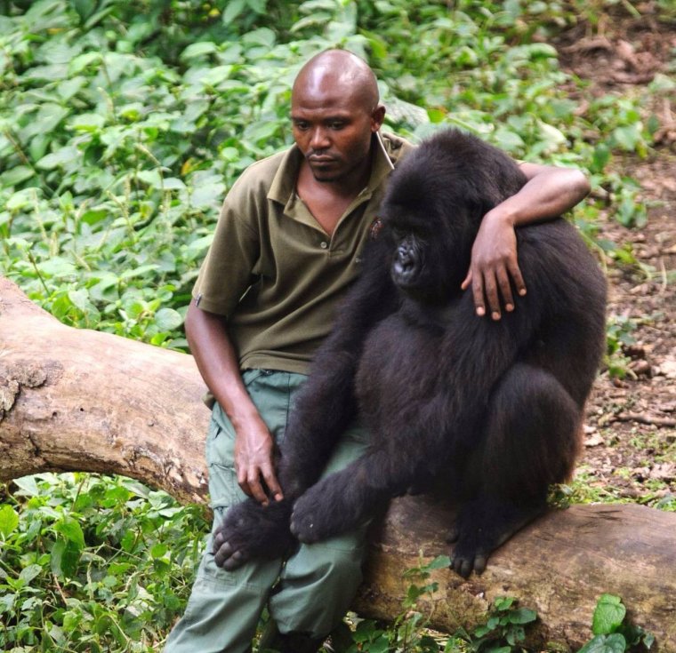 Горилла кидает гориллу