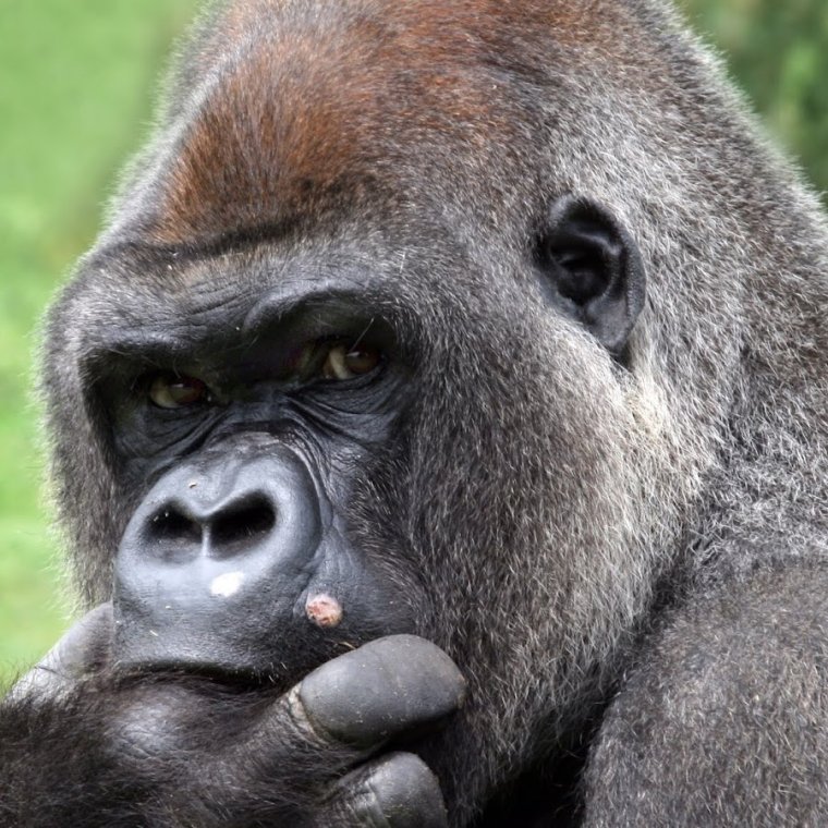 Задумчивая горилла