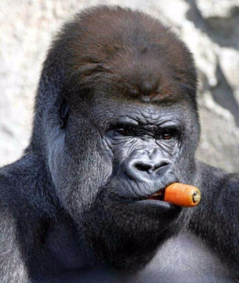 Смешные обезьяны гориллы