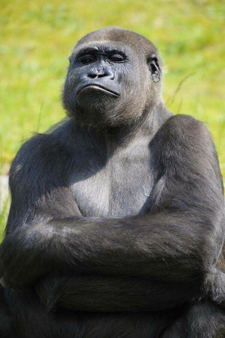 Задумчивая обезьяна