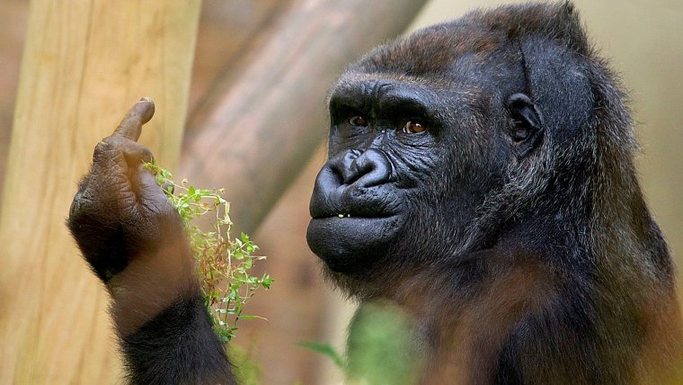 Горилла фак