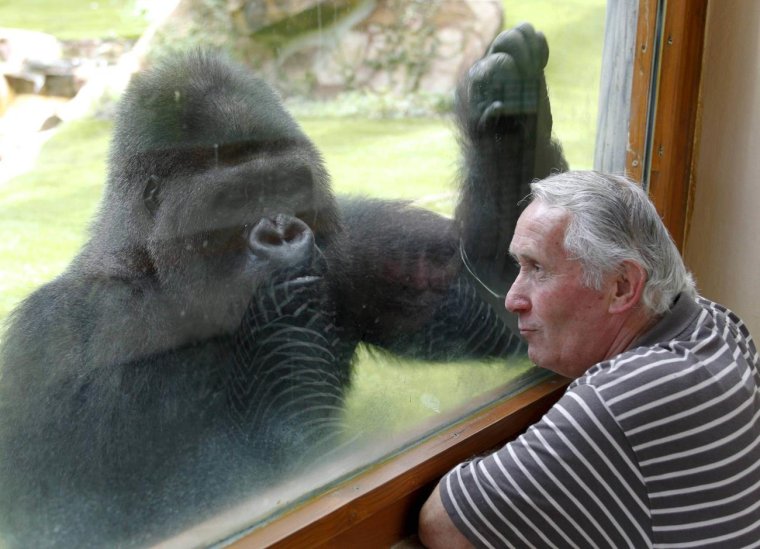 Шимпанзе в зоопарке и люди