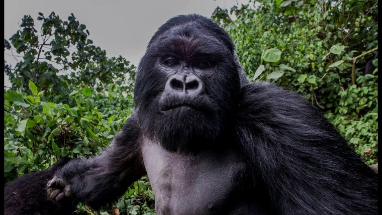 Горилла под водой