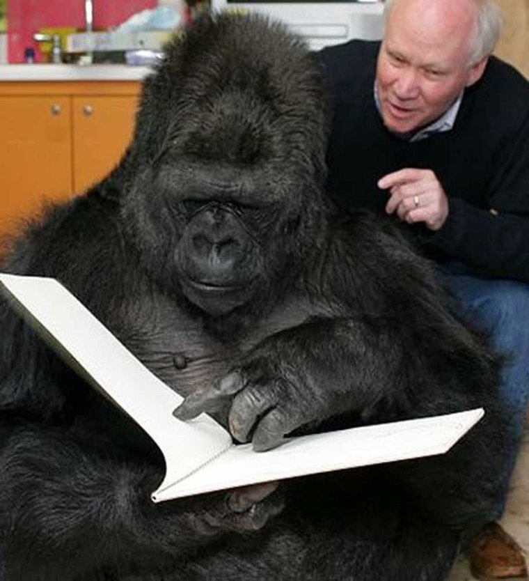 Горилла по имени Коко