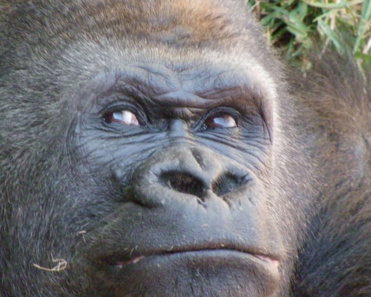 Горилла ржака