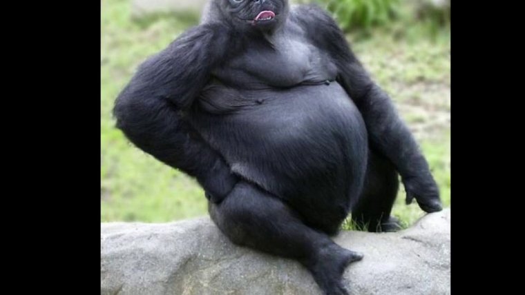 Горилла Мем