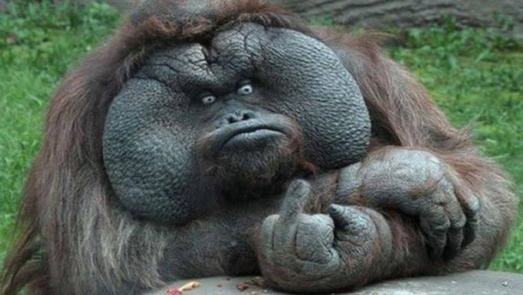 Обезьяна с факом