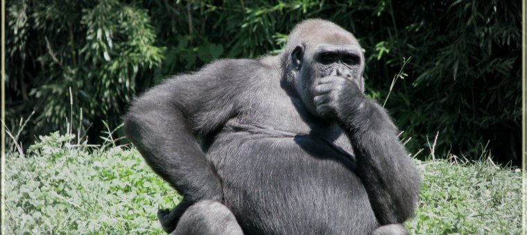 Я горилла я тупой