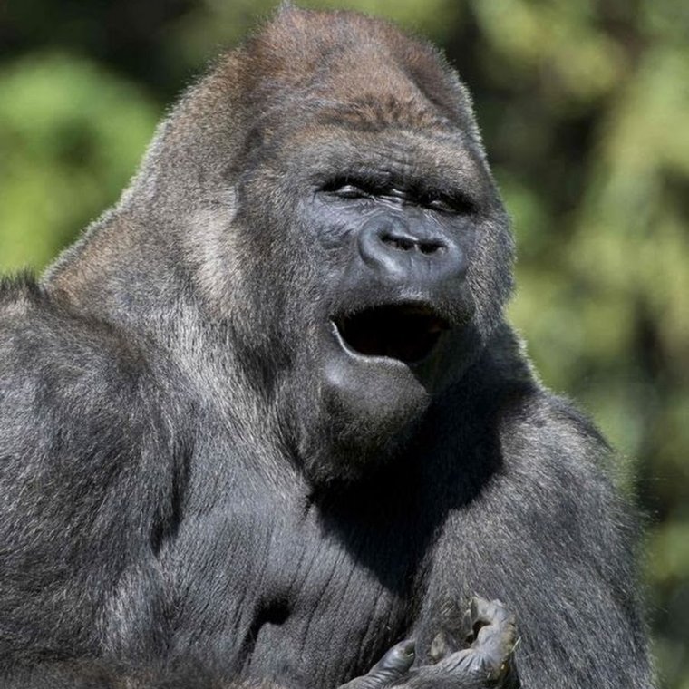 Обезьяна улыбается Мем