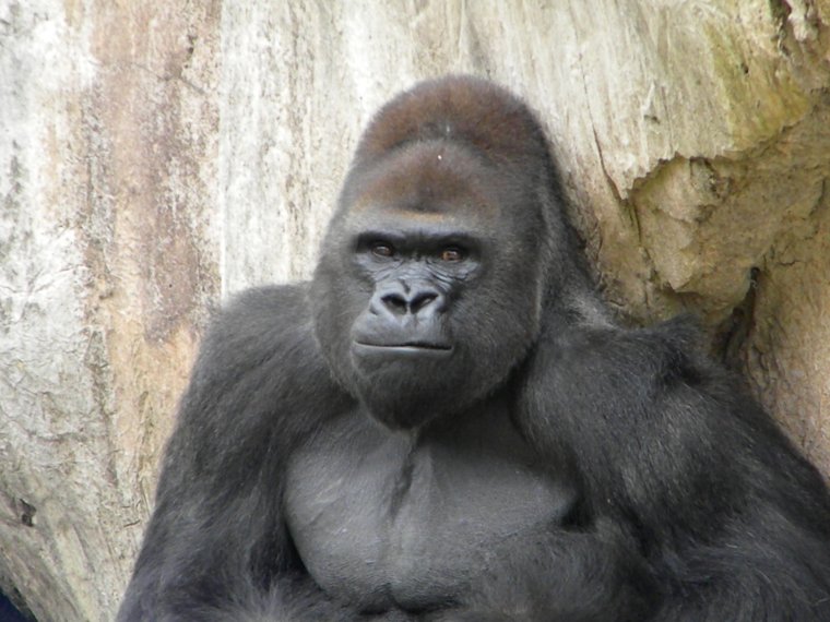 Мемы с гориллами