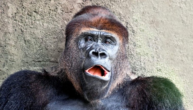 Обкуренная горилла