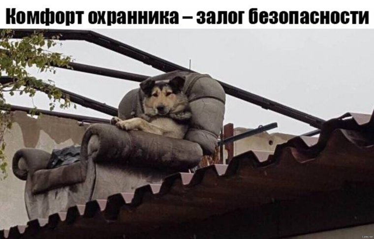 Собака в кресле на крыше